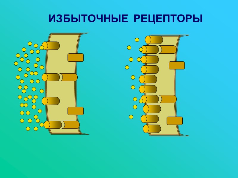 ИЗБЫТОЧНЫЕ  РЕЦЕПТОРЫ